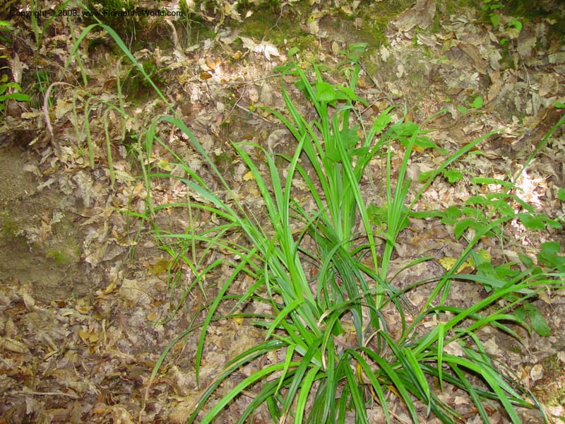 Carex pendula cf.-- Italy. Tuscany. Ris. Nat. Basso Merse. 20 May 03. 161.jpg