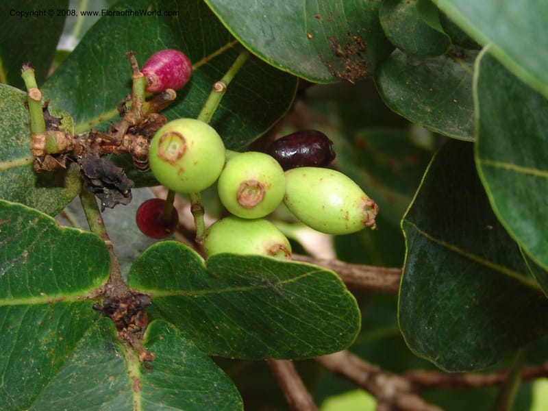 Syzygium cordatum--So. Africa. Durban Bot. Garden. 14 Mch 05. 077.jpg