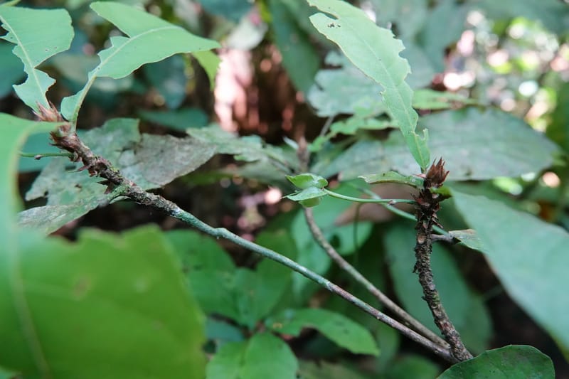 Poggea alata, C. Davidson 13956--Gabon. Arb. Sibang. 5 Nov. 2018. DSC02235 (44).JPG
