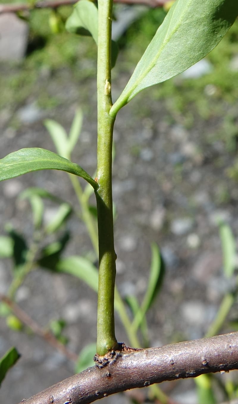 Taxillus delavayi var. delavayi, D. Boufford 43988--China. Sichuan. Yibailingba-gou. 12 Aug 2017. DSC04660 (572).JPG