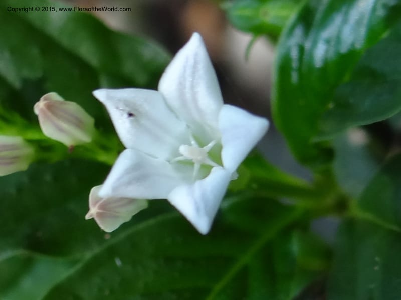 Spigelia humboldtiana, Hammel 26143--Costa Rica. Ranchos Tinamu, 2. 4 Mar 2012. DSC04132 (144).JPG
