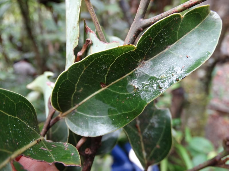 Cryptocarya turbinata, Munzinger, J 7359--Fiji. Waisali Rainf. Reserve. 4 Nov 2015. DSC08848 (112).JPG