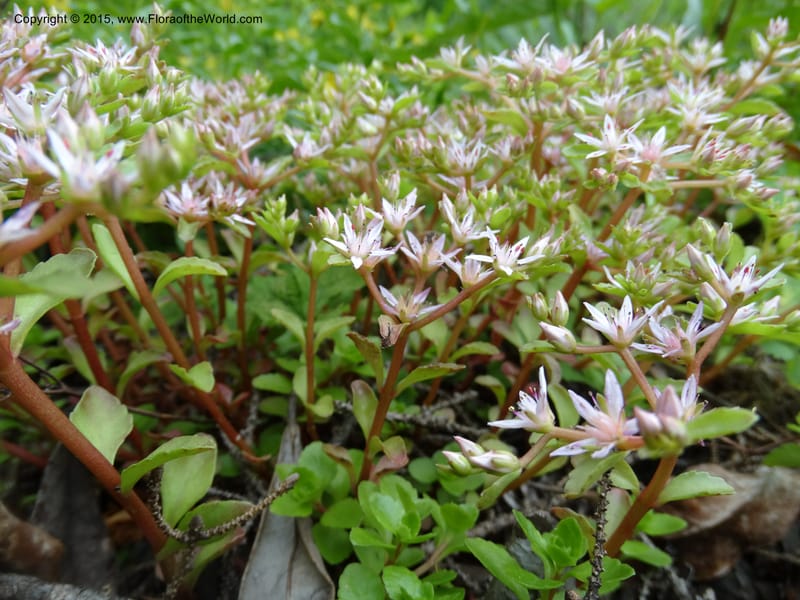Sedum stoloniferum, Davidson, C 12504--Georgia (Caucasus). Koslitavi, branch of Merisi Gorge. 11 Jun 2014. DSC08456 (434).JPG