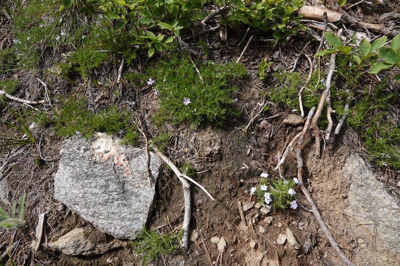 Phlox caespitosa, C. Davidson 13842--ID. Shoshone Co. Freezeout Rd. FR 301. 10 Jul 2018. DSC06582 (256).JPG