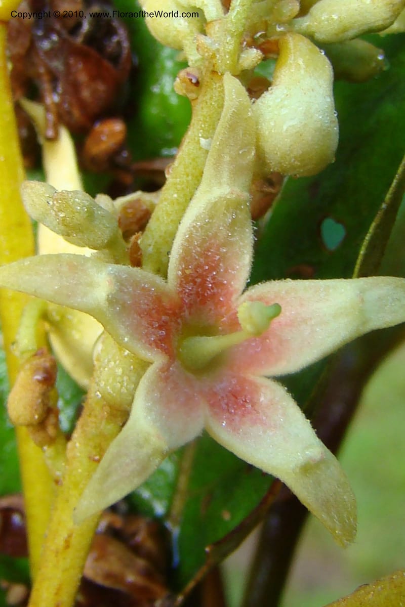 Sterculia villifera, Mori, 27339--French Guiana. Les Nouragues Station. 27 Oct 09. 053.jpg