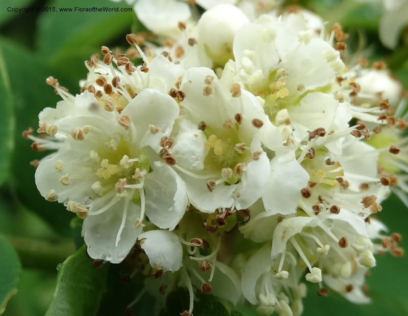 Sorbus aucuparia, Davidson, C 12484--Georgia (Caucasus). Koslitavi, branch of Merisi Gorge. 11 Jun 2014. DSC08456 (43).JPG