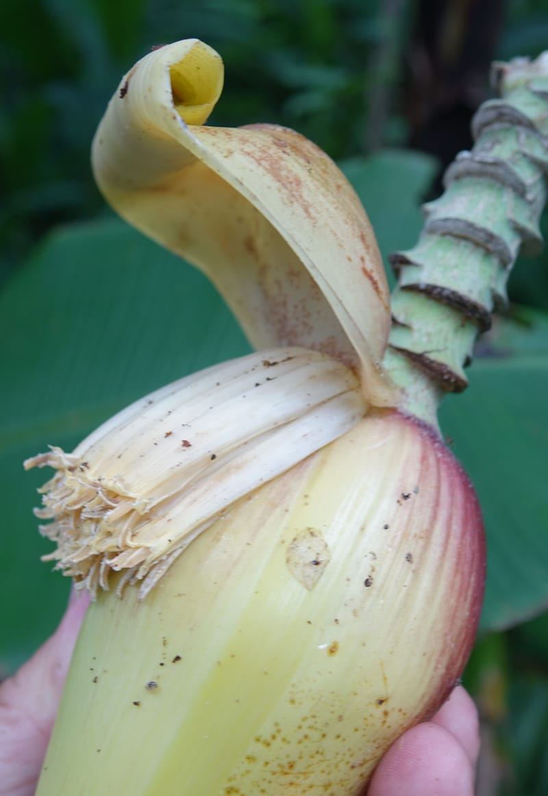 Musa formosana, Chung Kuo-Fang 3351--Taiwan. Wulai Distr. Wulai village. Hsing Hsian Trail. 19 May 2016. DSC03046 (173).JPG