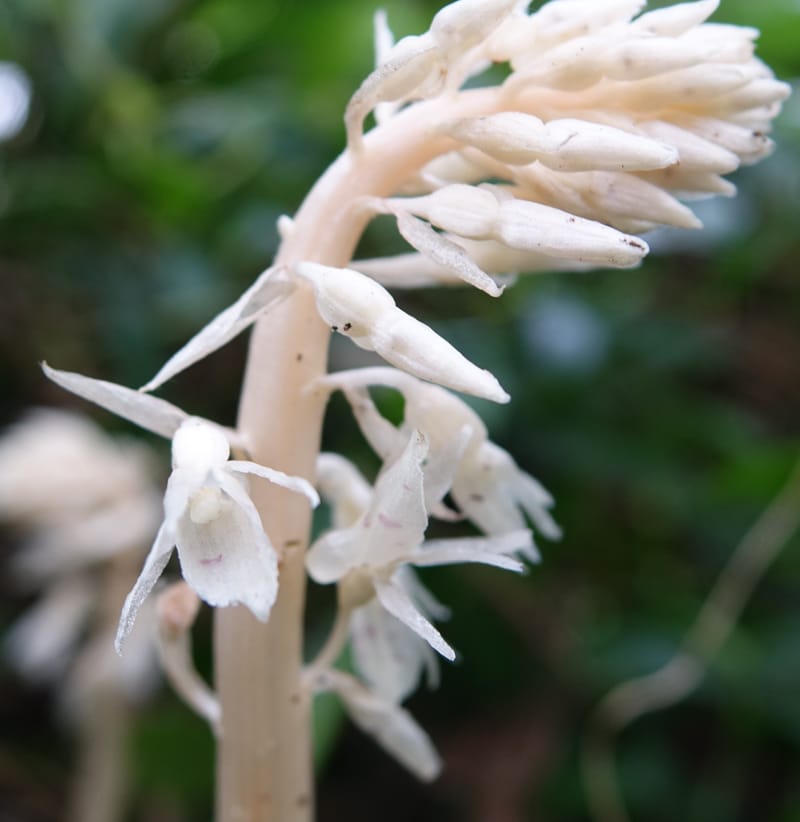 Epipogium roseum, Chung Kuo-Fang 3342--Taiwan. YangMing Shan Nat. Park. 18 May 2016. DSC02685 (221).JPG