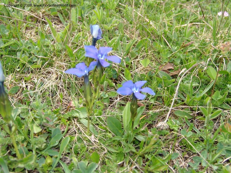 Gentiana angulosa--Georgia. Kazbeki . Trail-road to Sameba Church. 2 Jun 05. 539.jpg