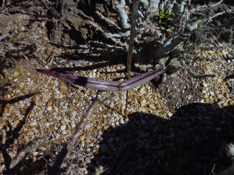 Pachypodium lealii subsp. saundersii, 97391 A--FL. Fairchild Trop Garden. 15 Jan 03. 058.jpg