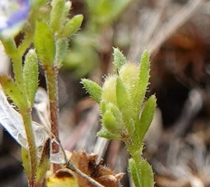 Veronica arvensis, C. Davidson 13751--Oregon. Wallowa Co. Zumwalt.Trail Cr. Rd. 4 Jun 2018. DSC04078 (27).JPG