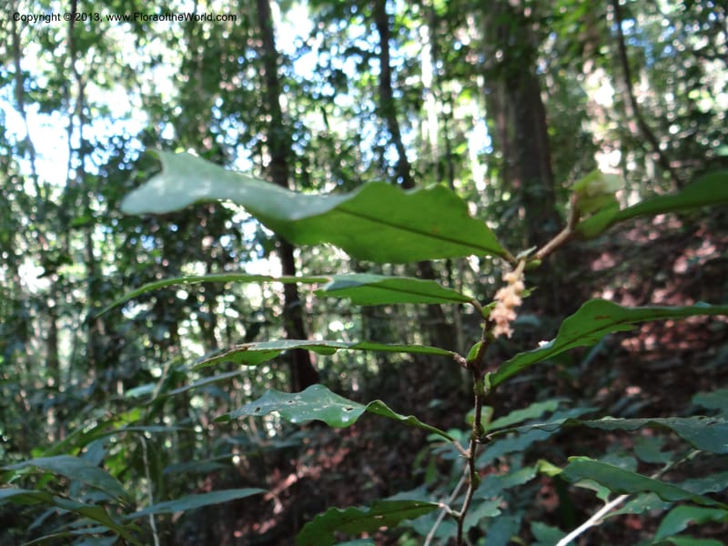 Antidesma, VC 5594--Thailand. Ranong Prov. Klong Naka Wildlife Sanctuary. 14 Nov 2012. DSC09055 (83).JPG