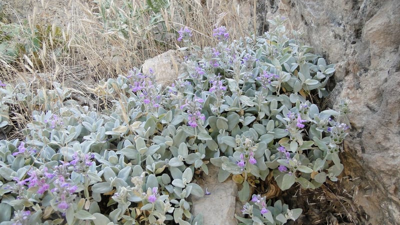 Stachys, A. G. Miller 142.5--Iraq. Kurdistan. Shakh-i Pira Magrun. Zewiya. 12 June 2010. 192.jpg