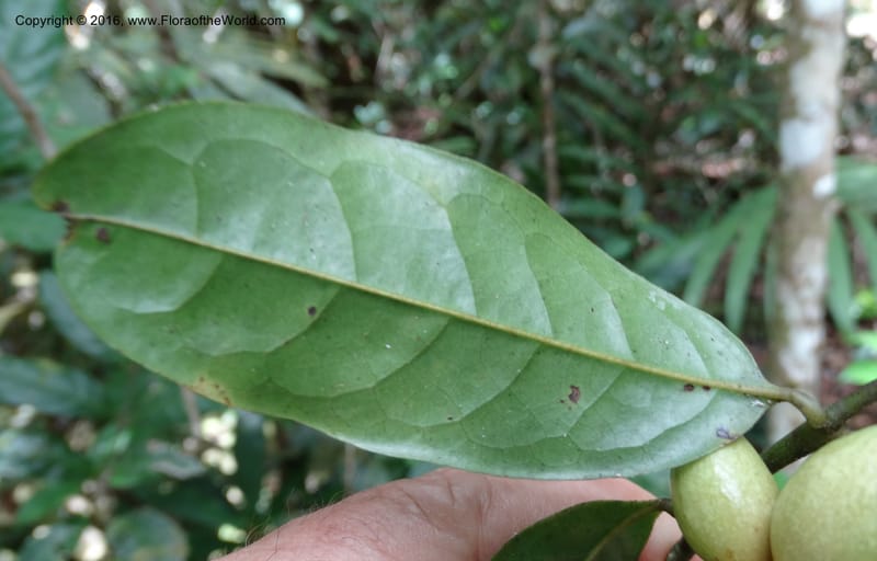 Artabotrys, Davidson, C 12924--Sabah. Kinabalu Nat. Park. Bundu Tuhan View Trail. 28 Mar 2015. DSC00951 (238).JPG