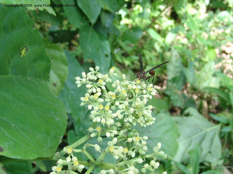 Cissus verticillata, AAraujoM1542--Bolivia. P. Nac. Madidi. Chalalan, Rio Tuichi. 24 Nov 04. 033.jpg