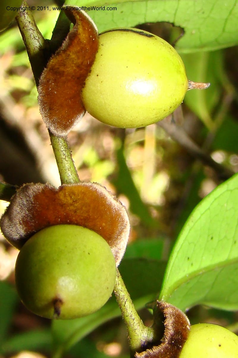 Diospyros, Phillipson 6113--Madagascar. Prov. Fianarantsoa. Manombo Nat. Park. 13 Jan 09. 012.jpg