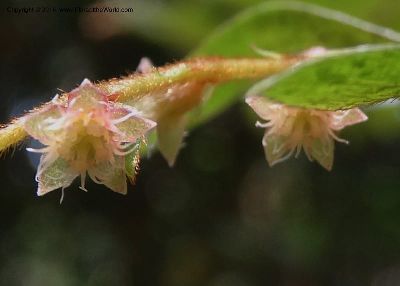 Anisophyllea disticha, Davidson, C 12897--Sabah. Deramakot For. Res. 24 Mar 2015. DSC00089 (107).JPG
