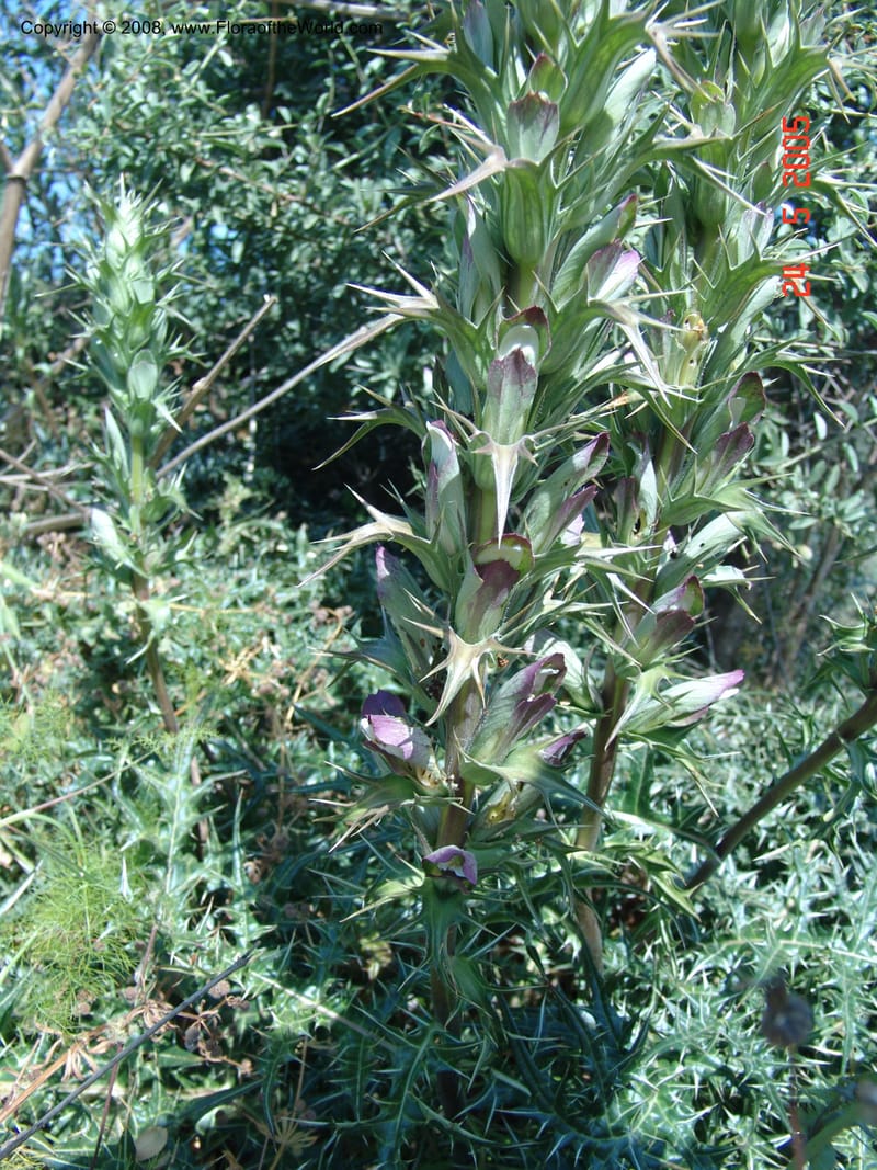 Acanthus spinosus--Crete. Ep. Apokoronos. Aptera. 23 May 05. 070.jpg