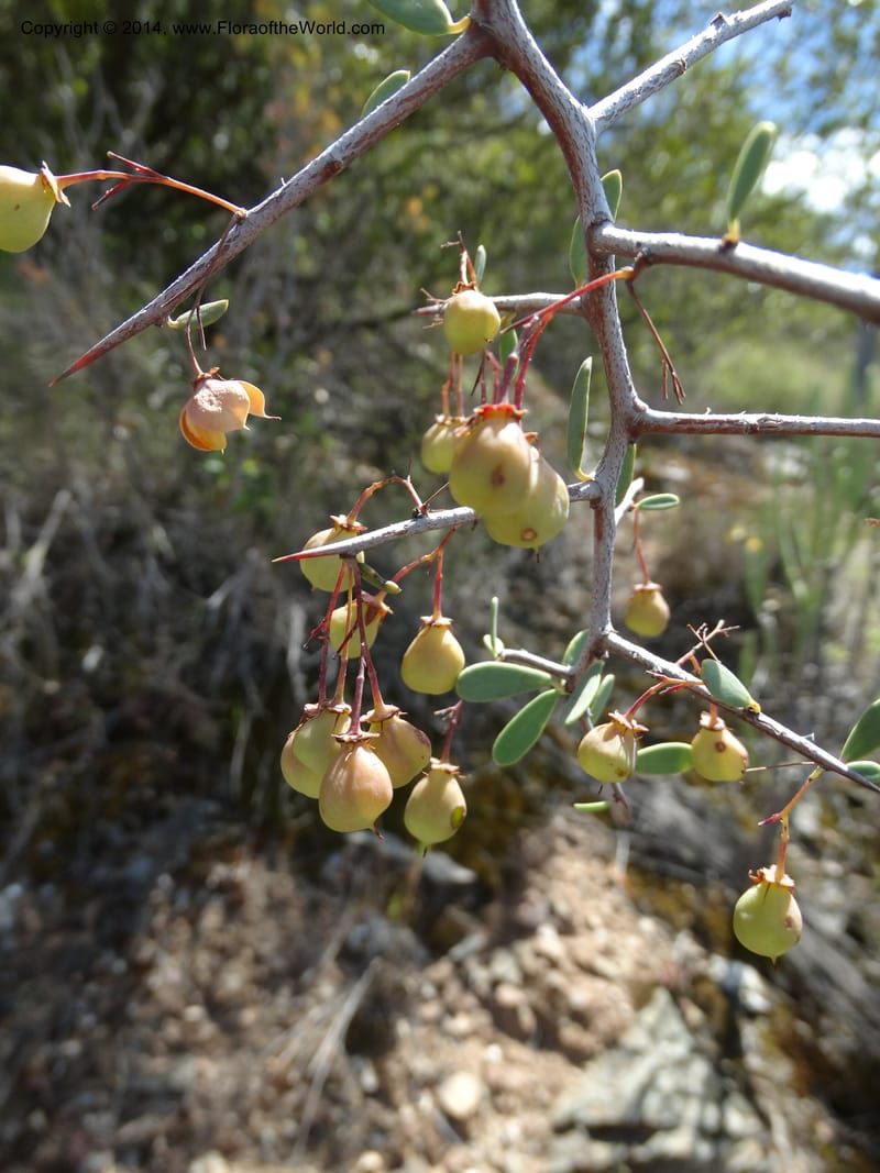 Putterlickia pyracantha, Davidson, C 12273--South Africa. Western Cape. S of Oudtschoorn. 20 Jan 2014. DSC00850 (26).JPG