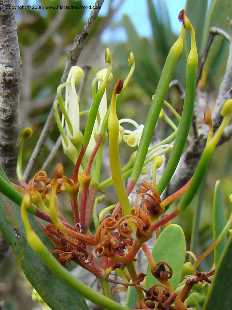 Stenocarpus, JMunzinger4738--New Caledonia. Poum Mine. 13 Nov 07. 060.jpg