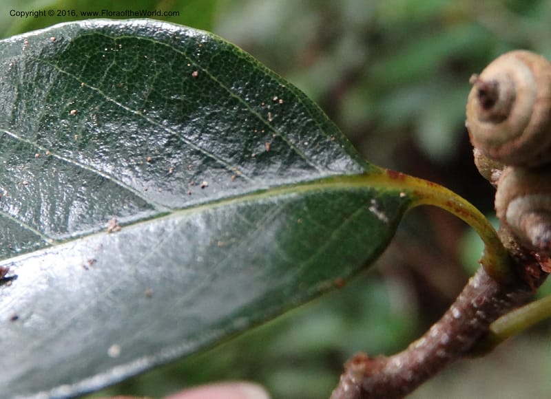 Quercus, Davidson, C 12742--Sabah. Mt. Kinabalu. Bundu Tuhan Trail. 11 Oct 2014. DSC04153 (175).JPG