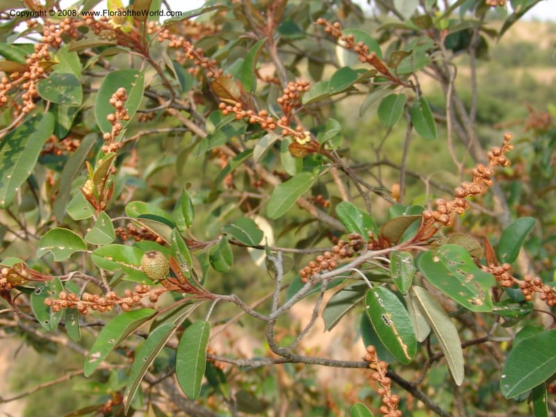 Croton gratissimus--So. Africa. Lowveld Nat. Bot. Gard. 14 Mch 05. 251.jpg