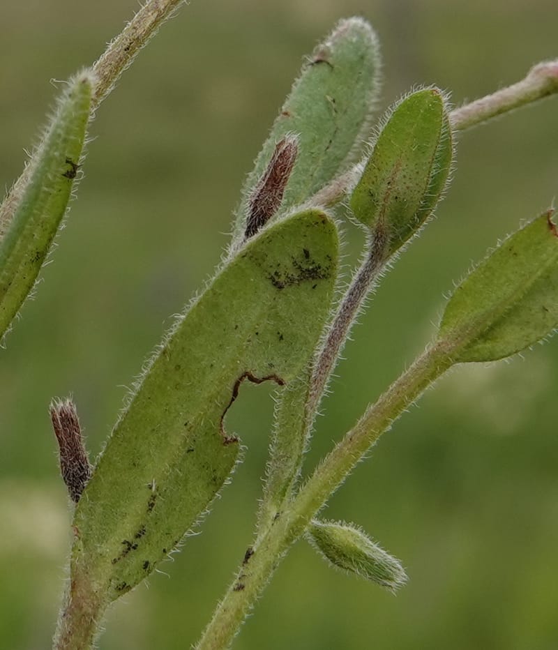 Myosotis stricta, C. Davidson 13755--Oregon. Wallowa Co. Zumwalt.Trail Cr. Rd. 4 Jun 2018. DSC04078 (197).JPG