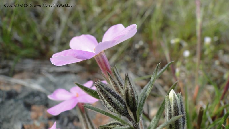 Phlox aculeata, C. Davidson 11738--Idaho. Ada Co. Black's Cr. Rd. 17 April 2010 087 (15).jpg