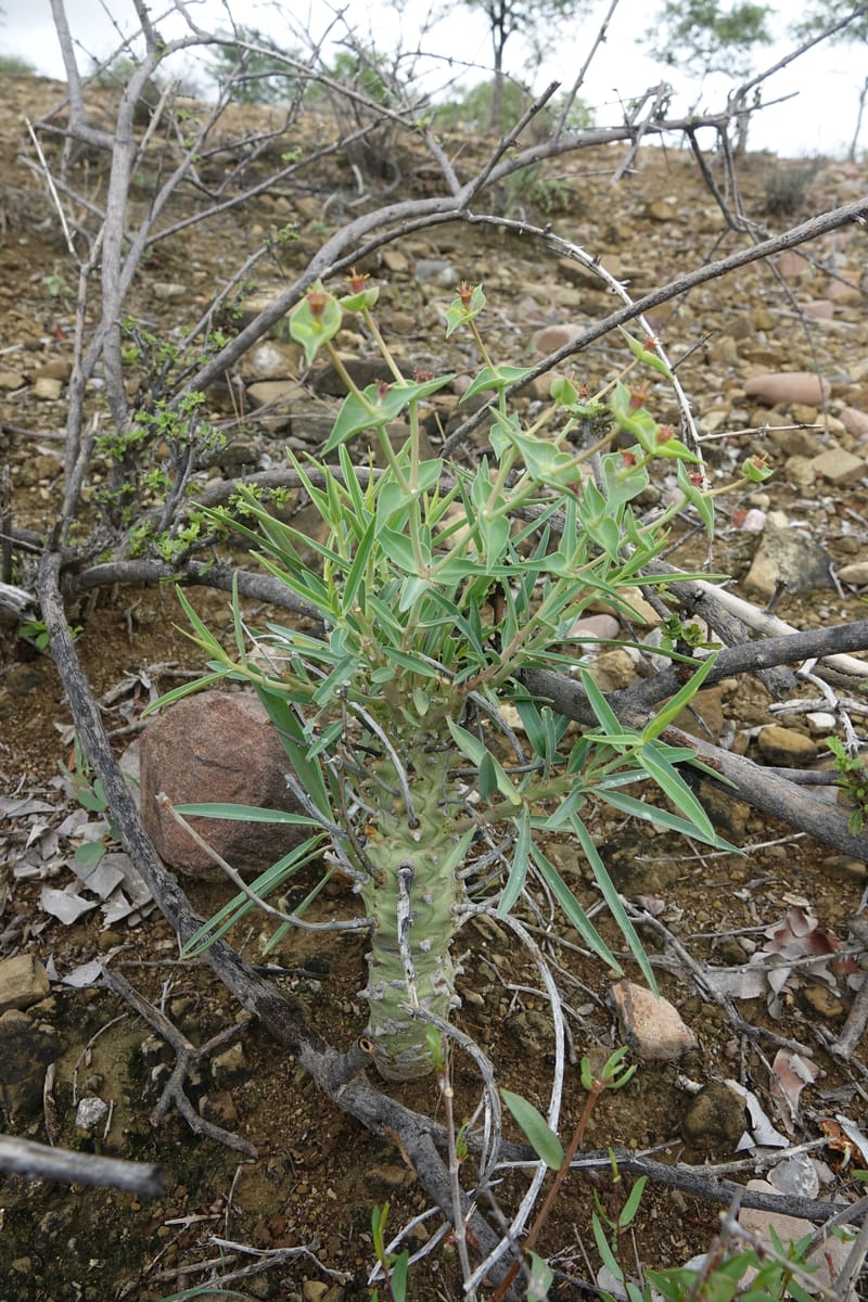 Euphorbia monteiroi, Nanyeni 1187--Namibia. Dry waterfal. 20 Mar 2018. DSC01925 (55).JPG