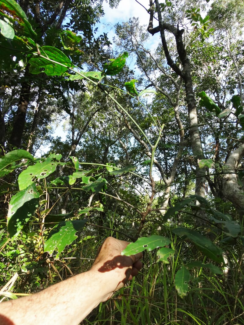 Cupaniopsis inoploea, Munzinger, J 7406--New Caledonia. Haute Robinson. 11 Nov. 2015. DSC00909 (512).JPG
