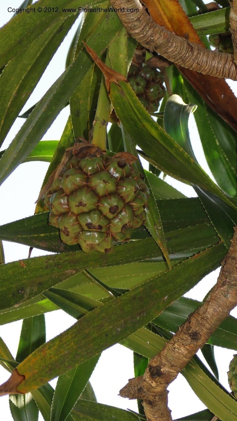 Pandanus vandamii--Madagascar. Tsimbazaza. 30 April 2010 002 (10).jpg
