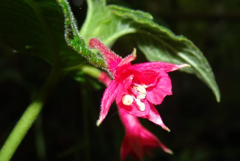 Fuchsia, Croat94367--Ecuador. Prov. Pichincha. Reserva Bellavista. 9 Feb 05. 173a.jpg