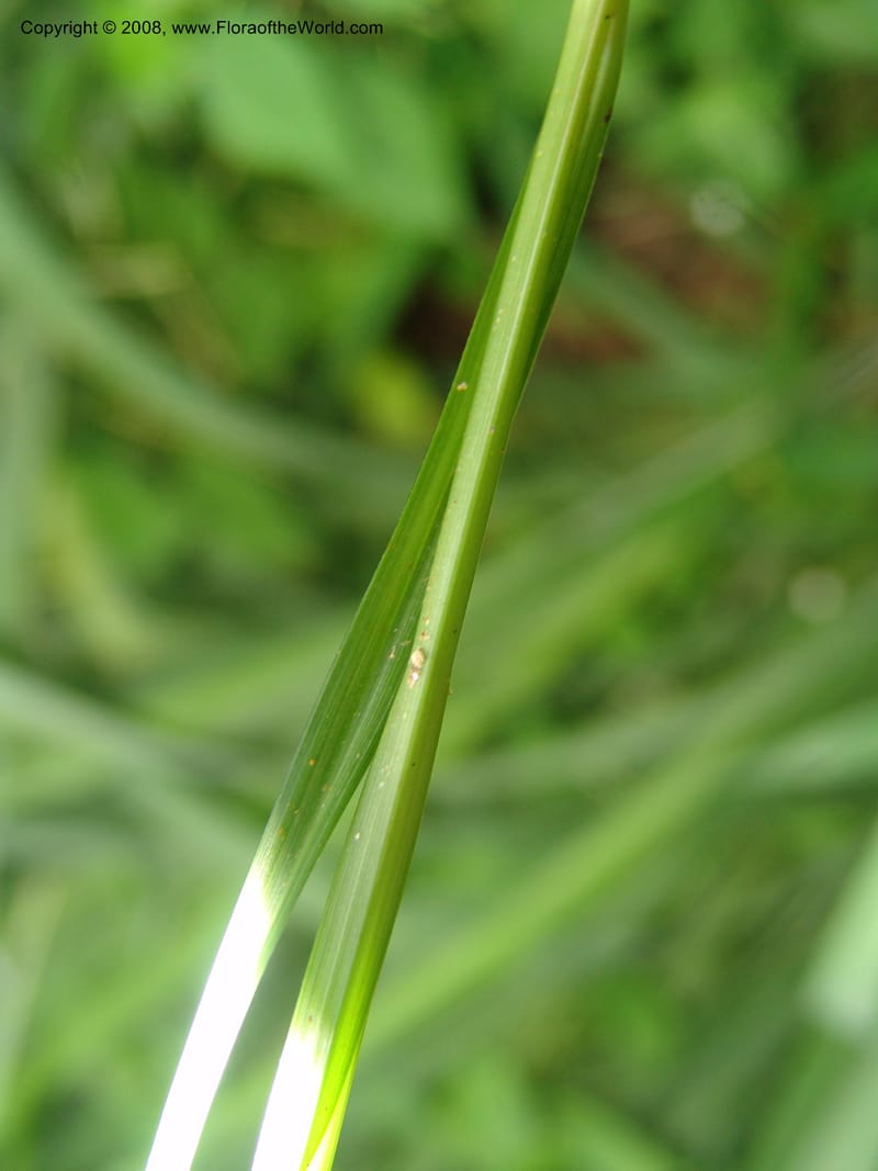 Cyperus, RGereua6842--Tanz. Ulanga Dist. Mzelezi For. Res.  Mahenge-Sali. 15 Feb 06. 084.jpg