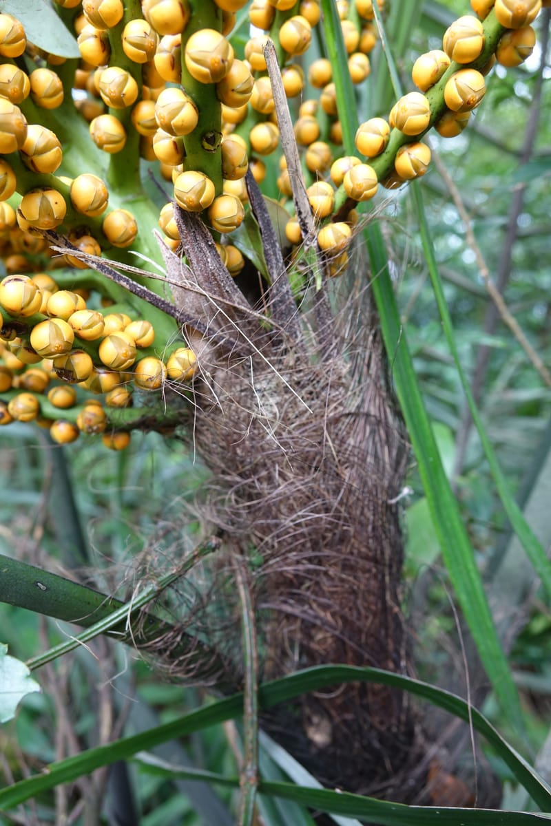 Arenga engleri, not collected--Taiwan. Hodong Village. Jinzibei Historical Trail. 19 May 2016.  (101).JPG