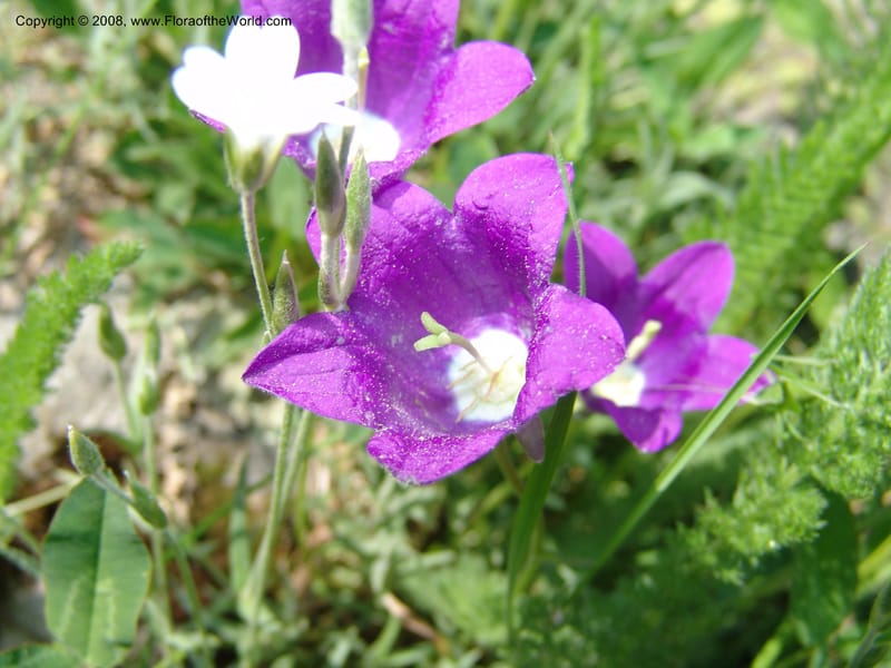 Campanula auscheri--Georgia. Bakuriani Botanical Garden. 7 Jun 05. 159.jpg