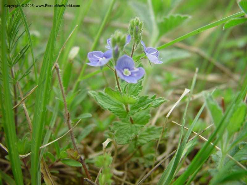 Veronica chamaedrys--Italy. Abruzzo. Parque Naz. Majella. 8 May 03. 034.jpg