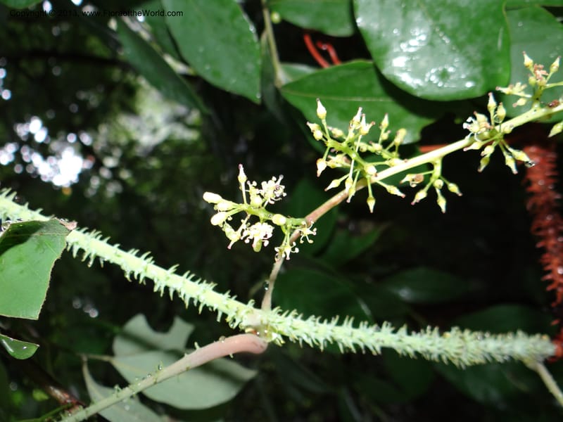 Vitis davidii, Davidson, C 12012--China. Anhui Prov. Huang Shan. 6 Jun 2012. DSC01928 (32).JPG