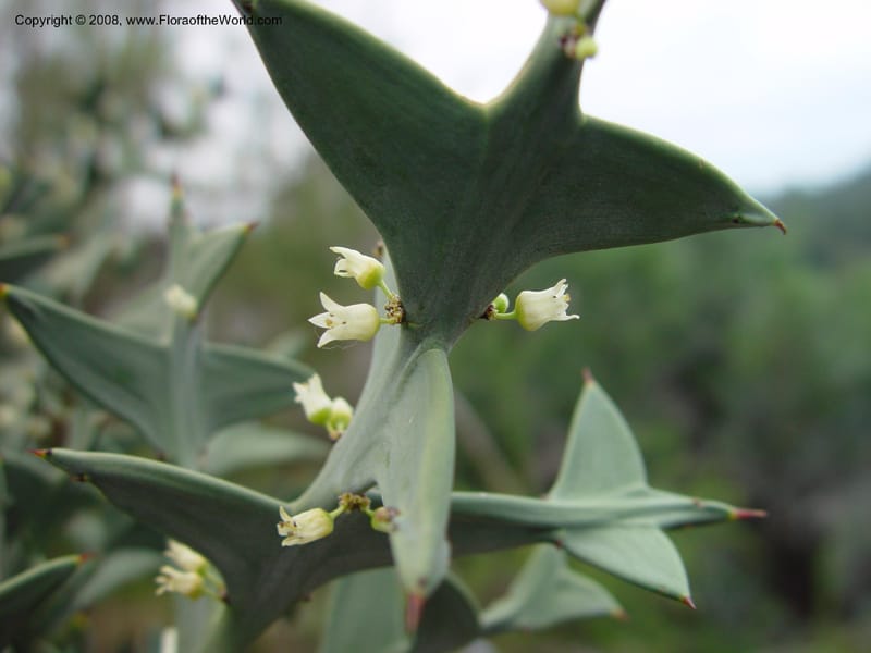 Colletia paradoxa. 49. 2020--CA. UC Berkeley Bot. Gard. 11 Feb 03. 130.jpg