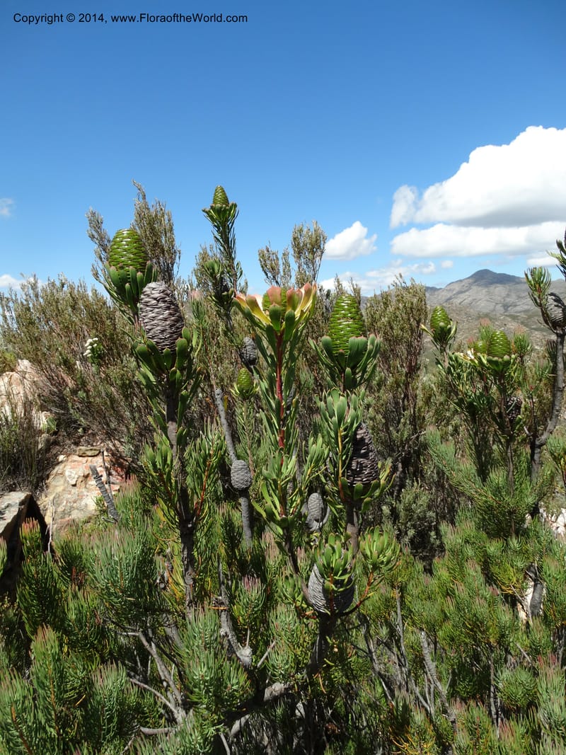 Leucadendron, Davidson, C 12264--South Africa. Western Cape. Teeberg. 19 Jan 2014. DSC00637 (33).JPG