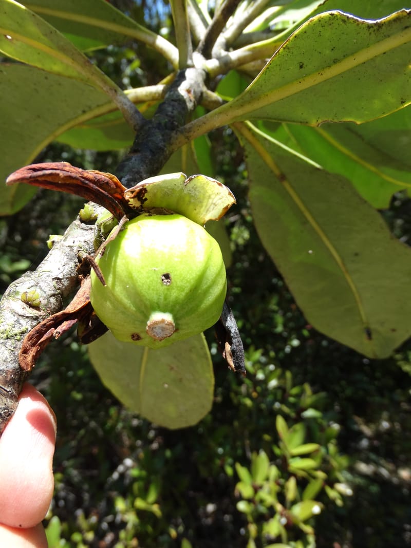 Strasburgeria robusta, Lowry, P 7371--New Caledonia. Mont Dzumac. 12 Nov 2015. DSC01563 (150).JPG