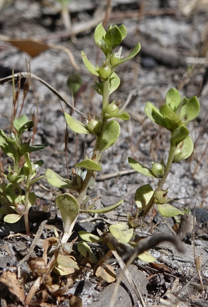 Lysimachia minima, Davidson, C 13325--Australia. Qld. Jacob's Well. 16 Oct 2016. DSC02498 (9).JPG