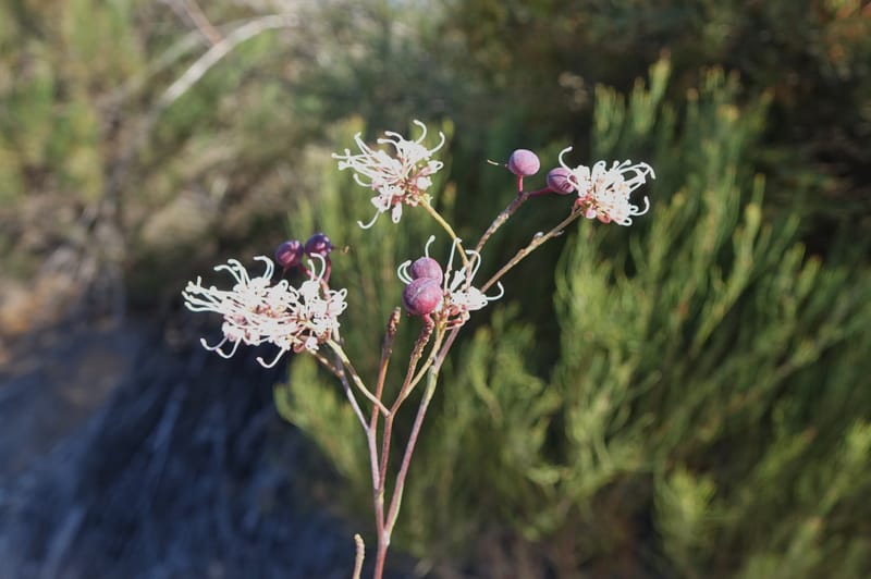 Grevillea endlicheriana, Davidson, C 13385--Australia. W.A. Hay Flat Rd. 22 Oct 2016. DSC03956 (16).JPG