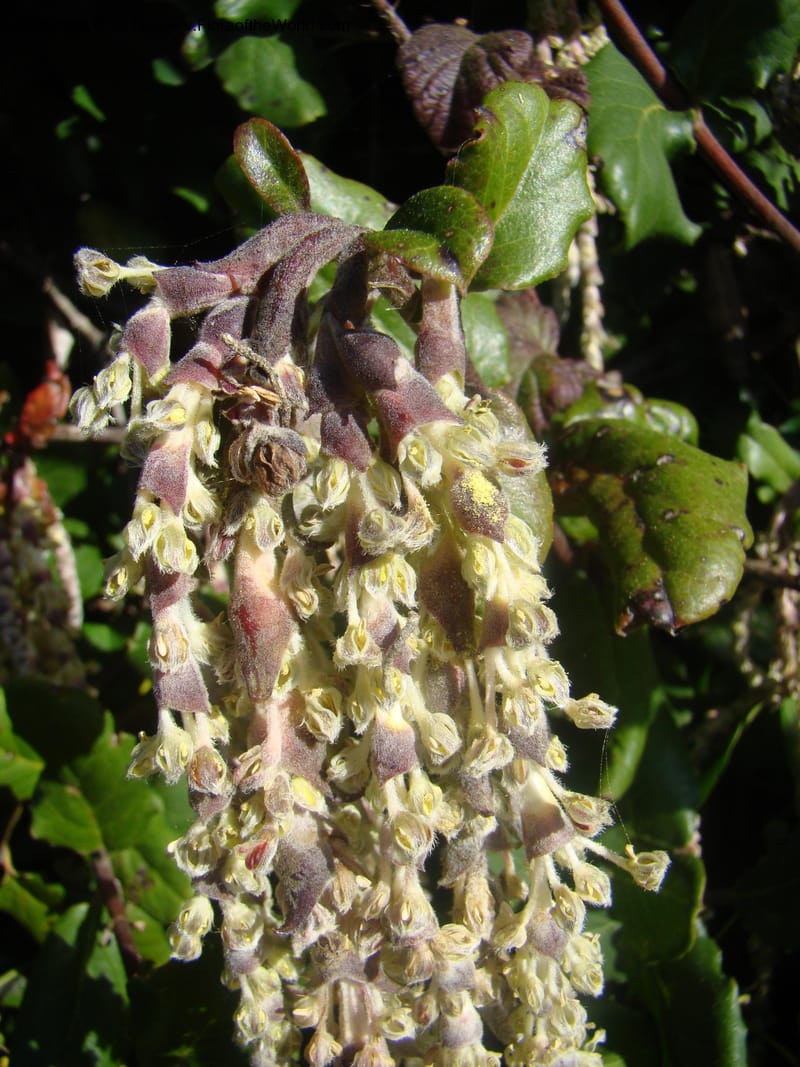 Garrya elliptica, C. Davidson 11826--CA. Moonstone Beach. 26 Jan 2011. 012.jpg