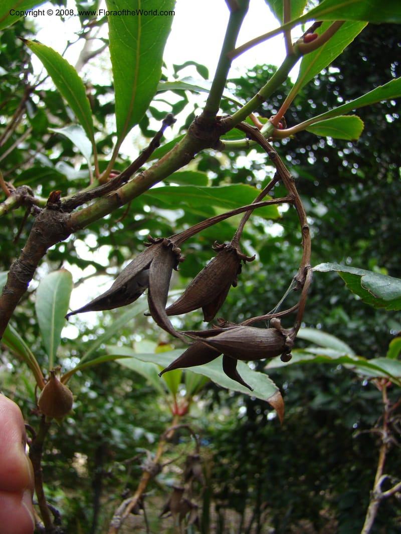 Anopterus macleayanus--Australia. Royal Botanic Garden, Melbourne. 19-20 Mch 08. 358.jpg