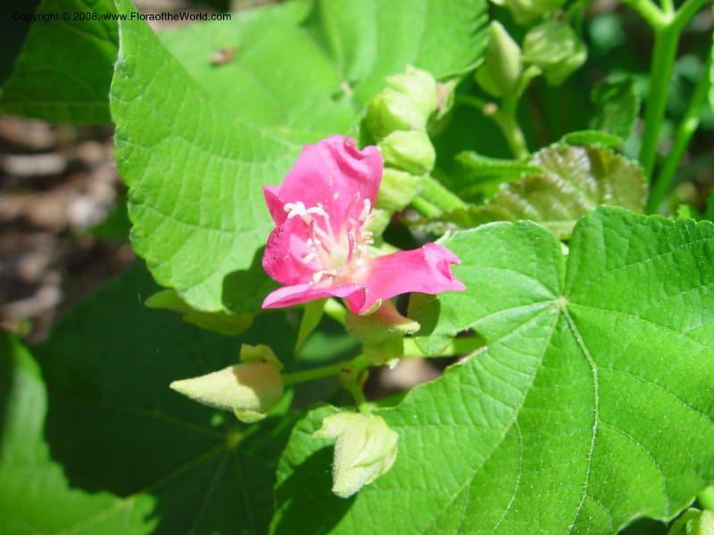 Dombeya rubifolia--FL. Fairchild Tropical Gard. 6 Apr 03. 205.jpg