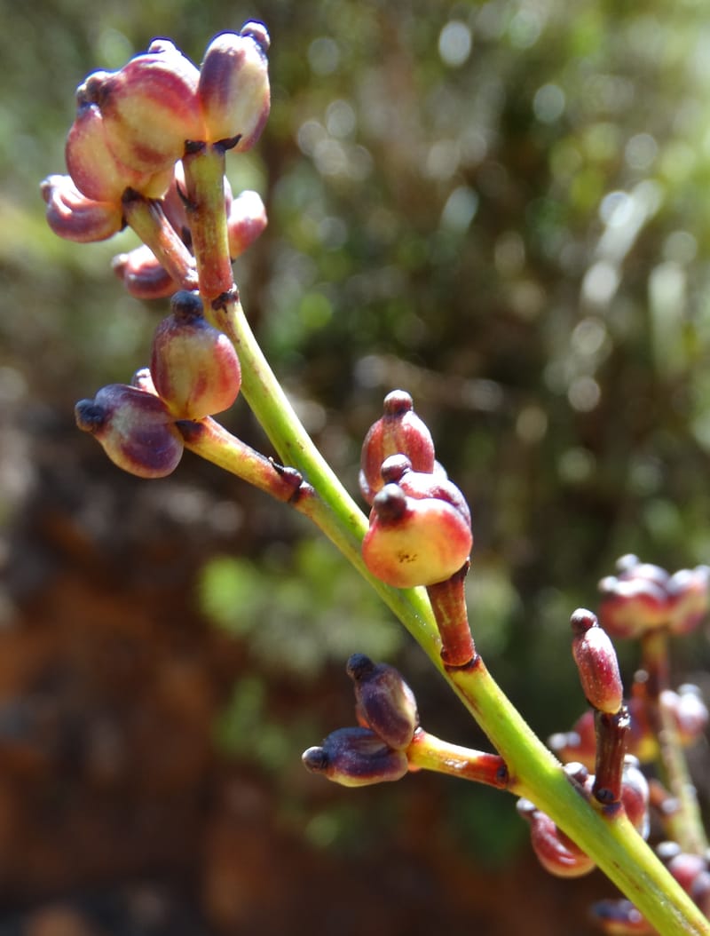 Polyscias, Lowry, P 7417--New Caledonia. PinPin. 20 Nov 2015. DSC03938 (180).JPG