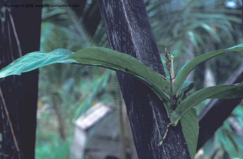 Ouratea costaricense, CDavidson8581--Costa Rica. Limon. Hda. Tapezco-La Suerte. 20 Aug 79. 003.jpg