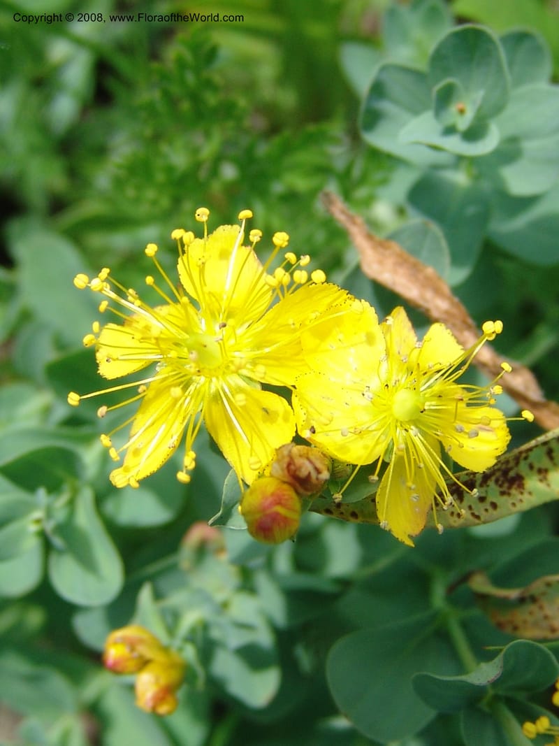 Hypericum formosum, CDavidson10972--ID. Valley Co. For Serv Rd. 432, to Crestline Trail.  25 Jul 06. 123.jpg