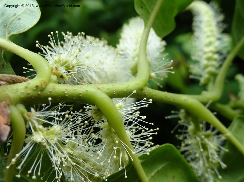 Dense cylindrical spikes of fluffy white staminate flowers