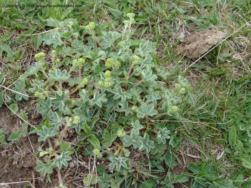 Alchemilla elisabethae--Georgia. Kazbeki . Trail-road to Sameba Church. 2 Jun 05. 369.jpg